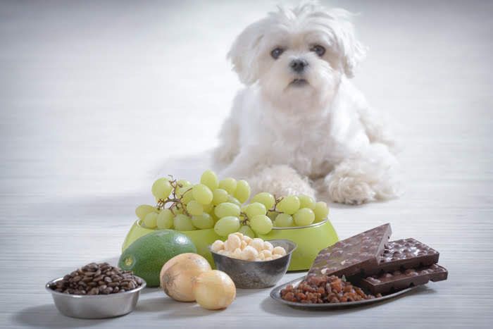 危険な食材例と犬