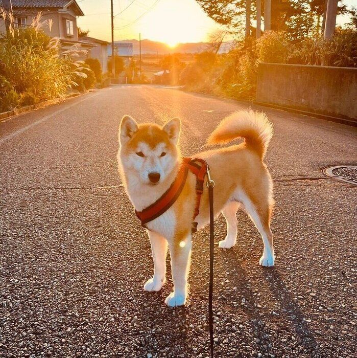 散歩の途中で撮影したなつちゃん