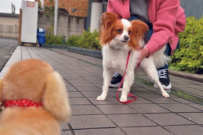 ほかの犬が苦手だとしたら、愛犬にとってはハラスメントに……(撮影/佐藤正之)