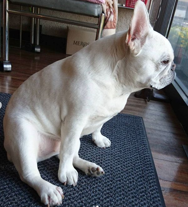ご主人の帰りを待つ犬