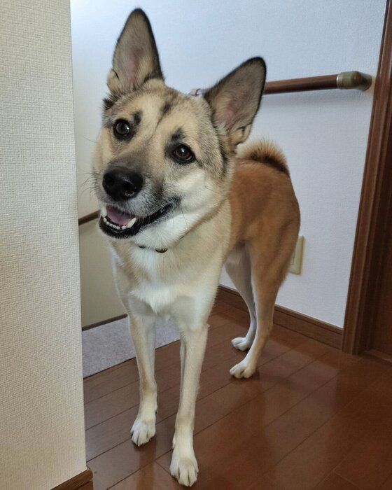 ニコニコ顔で飼い主さんの話を聞くFELIXくん