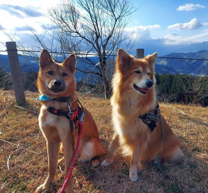 磨南ちゃん(写真左)とともに散歩をするチャロくん これからの2頭の暮らしが楽しみ