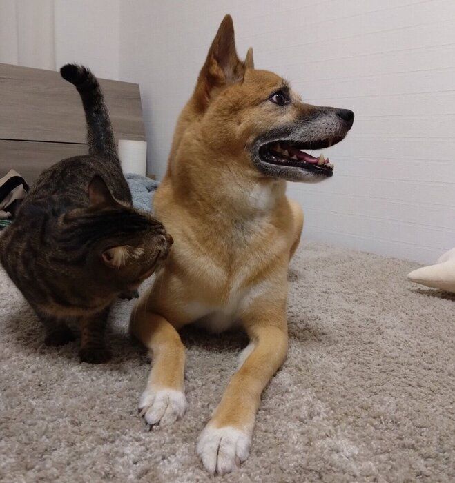 ������������Υ˥������̤��Υ������