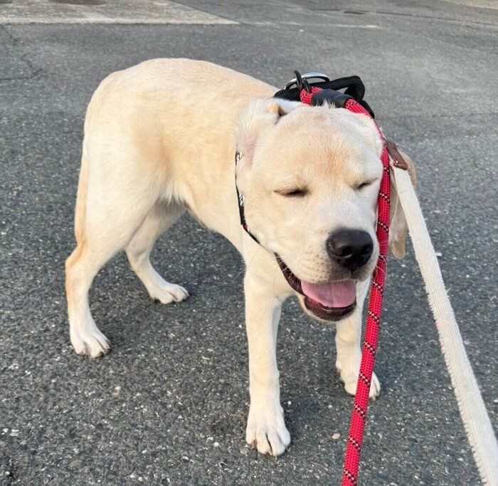 散歩中のレオくん（撮影時、生後4カ月）。