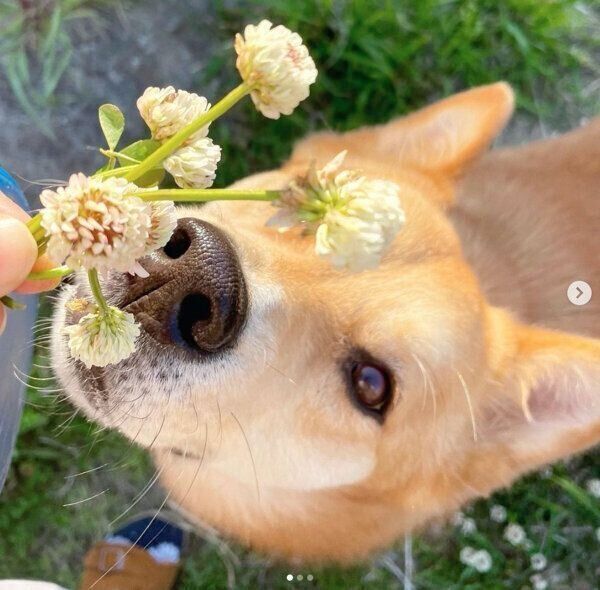 花を見つめる福くん