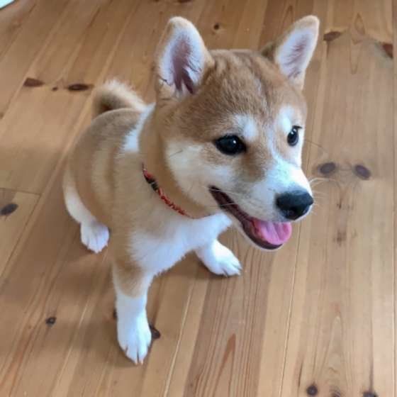 見つめる柴犬