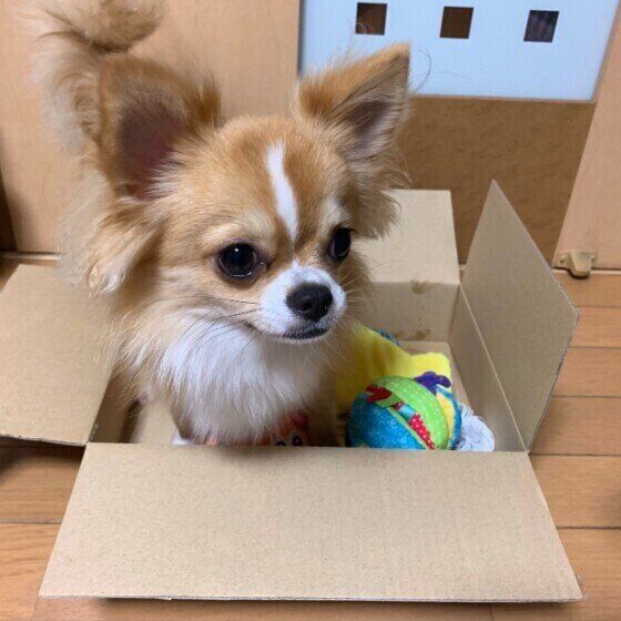 ダンボールの中に入るチワワ