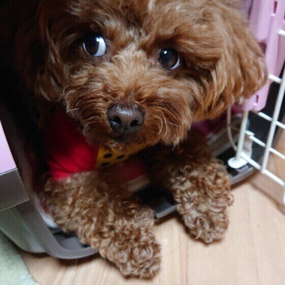 プードル