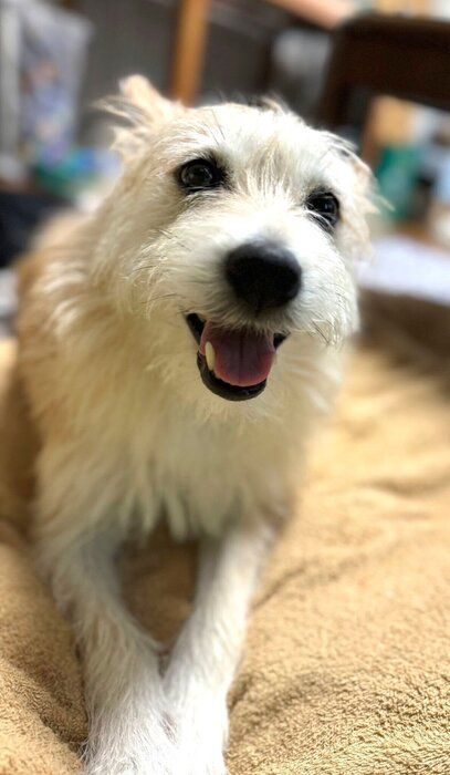 ニコニコとした表情が愛らしいマロちゃん