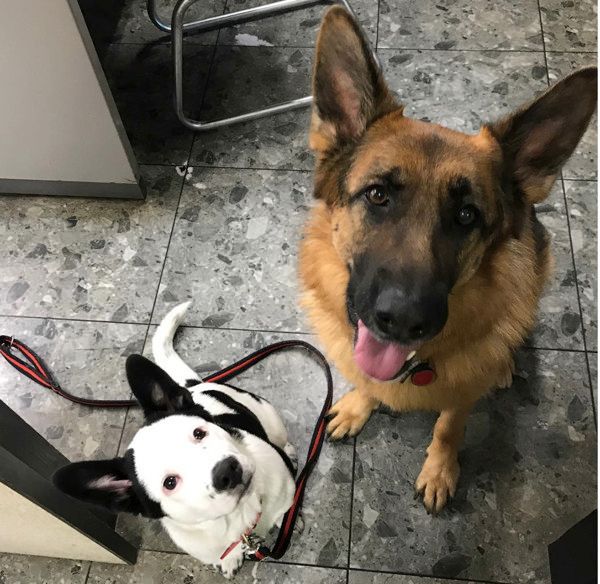 保護犬