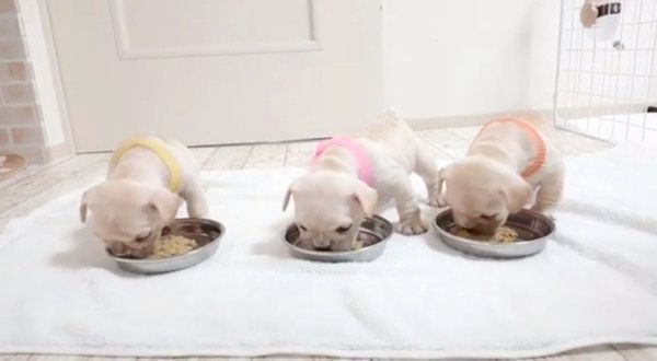 ごはんを食べるラブちゃん・リブちゃん・ツブちゃん