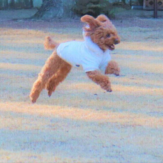トイ・プードルのアンディちゃん