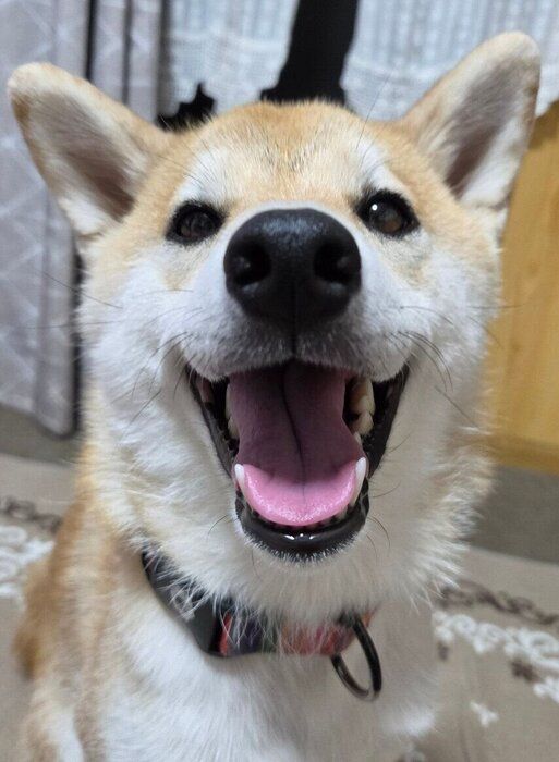 笑顔がかわいいこなつちゃん。