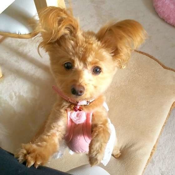 あんずちゃん