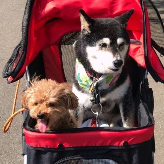 犬の年齢に合わせた散歩量を考えよう