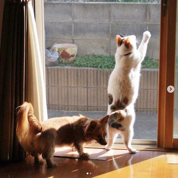 内緒話をする犬猫