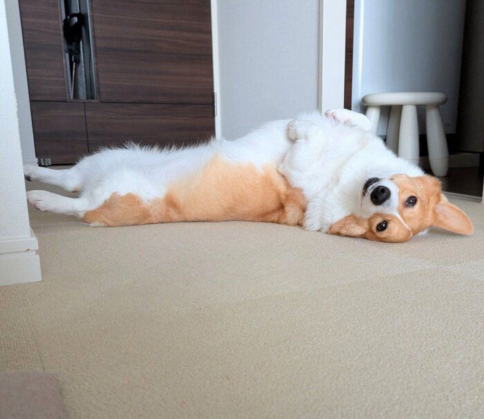 ヘソ天をするこまちちゃん