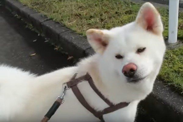 秋田犬