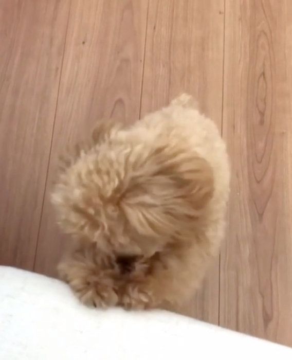 おねだりするティーカッププードル