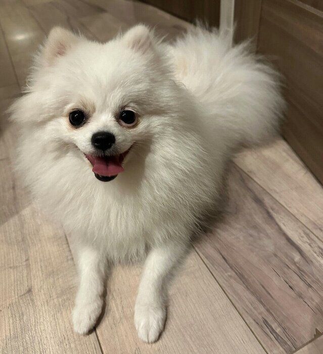 笑顔が可愛いこっぺちゃん