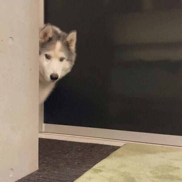 見つめるフィスくん