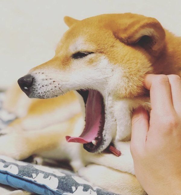 豆柴のはなちゃん