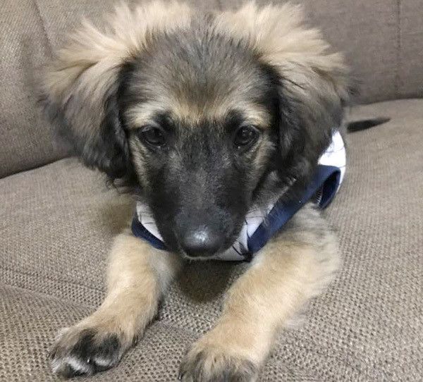 見つめる犬