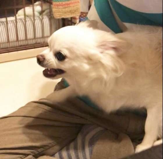 チワワ