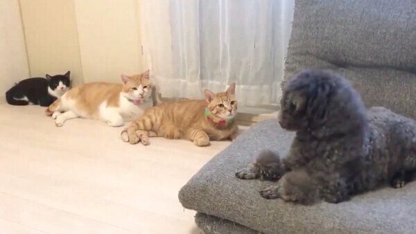 お友達のワンちゃん・ちゅらちゃんに熱い視線を送るうにくん、むぎくん、むーくん