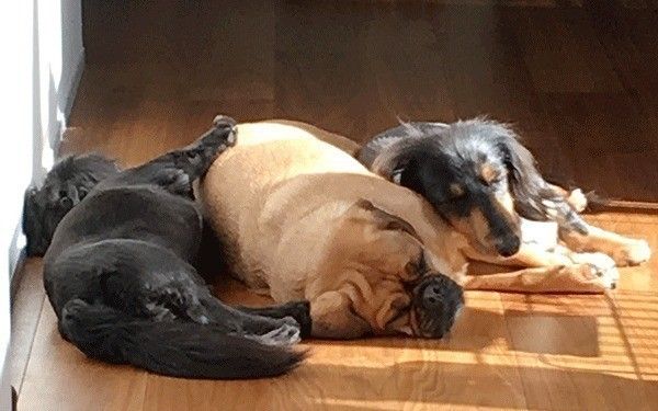 仲良しの犬
