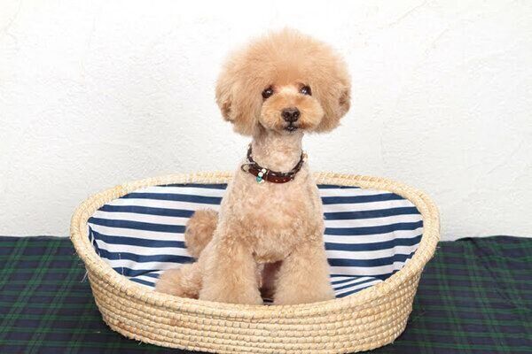 見つめる犬