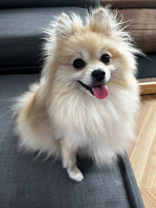 嬉しそうな表情のポメラニアン