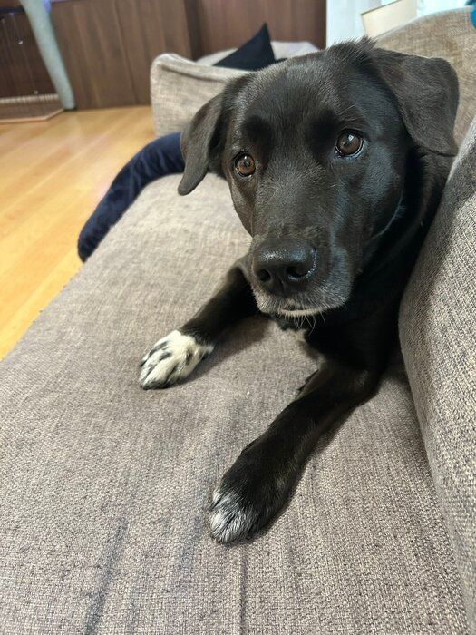 なでてもらって気が済むと、ノアールちゃんは離れていくのだとか