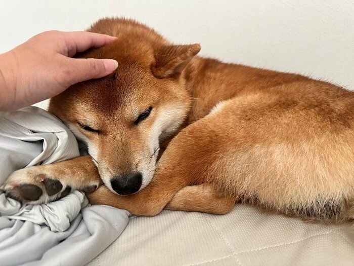 頭をナデナデしてもらうぽたくん