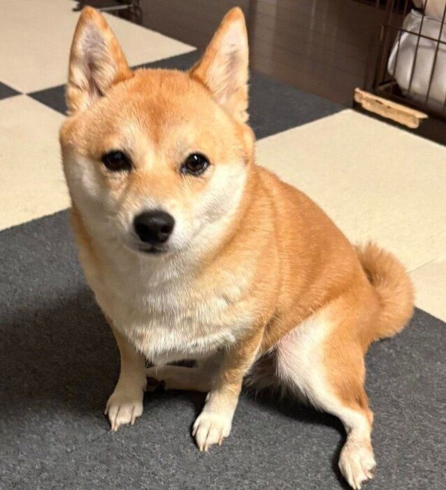 飼い主さんを見つめるぐりちゃん ふだんの顔もかわいい