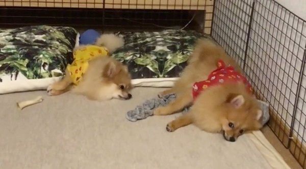 起きるポメラニアン