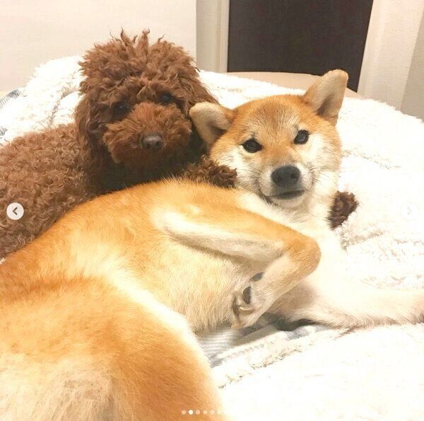 くっつく茶々ちゃん、麦ちゃん