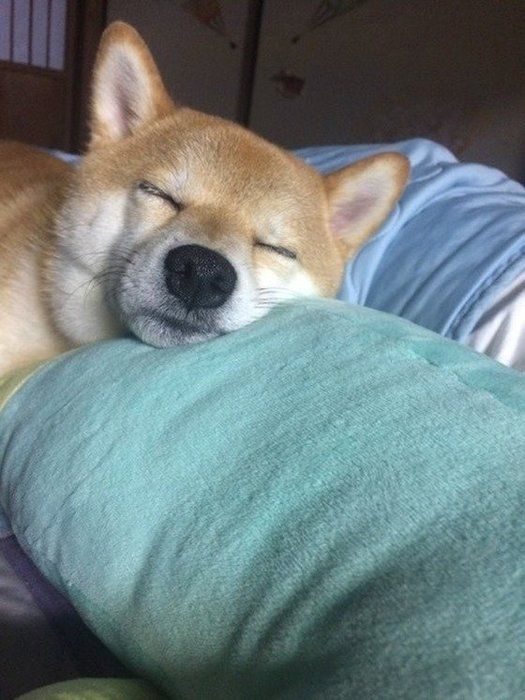 枕で寝る柴犬