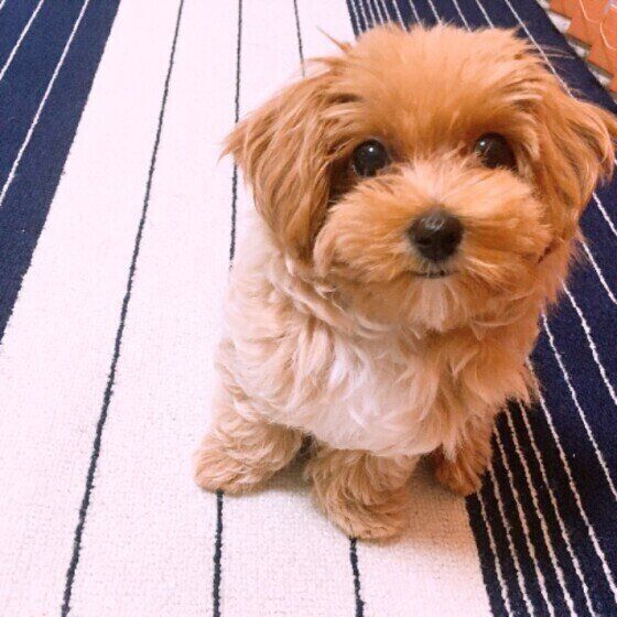 見つめるMix犬