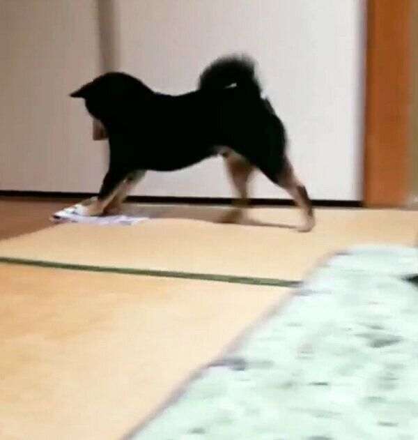 犬が雑巾がけを…!? 「まばたき厳禁！」な柴犬の爆笑行動の裏話を飼い主