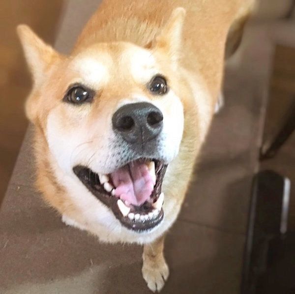 笑顔の福くん