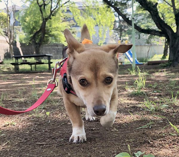 お散歩する犬