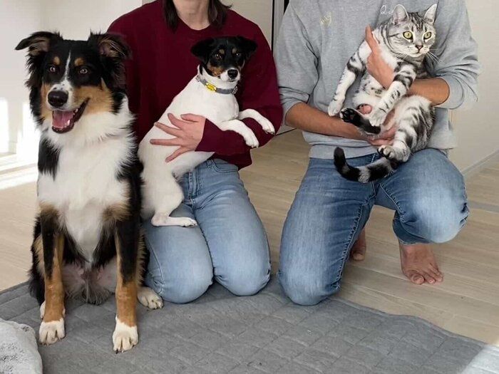 犬(左)、ジャックラッセルテリア(真ん中)、猫(右)