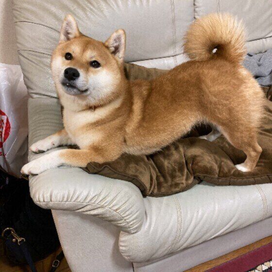 見つめる柴犬