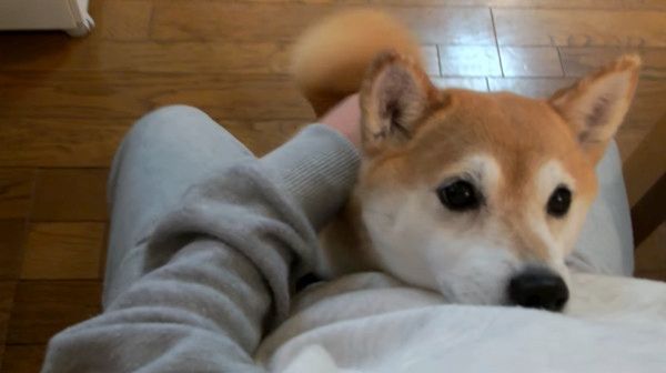 見つめる柴犬