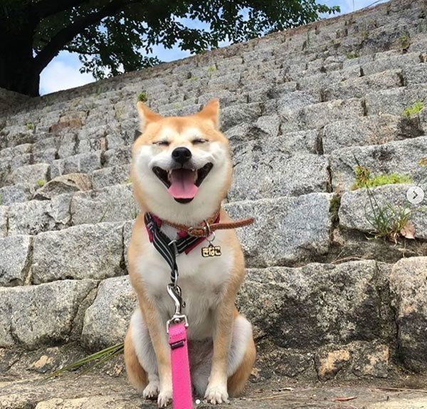 微笑む柴犬