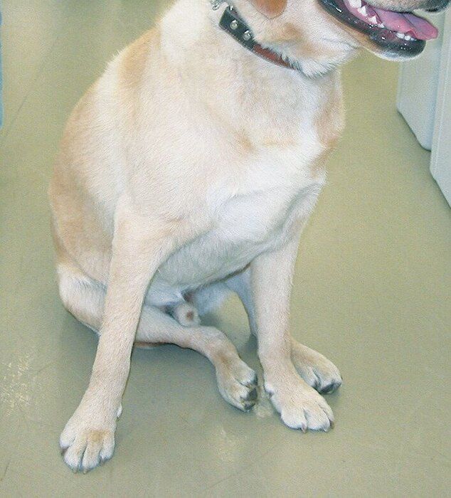 股関節形成不全の例