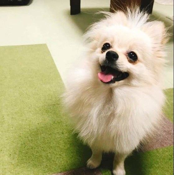 笑う犬
