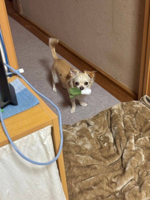 おもちゃをくわえて飼い主さんを見つめるはるくん