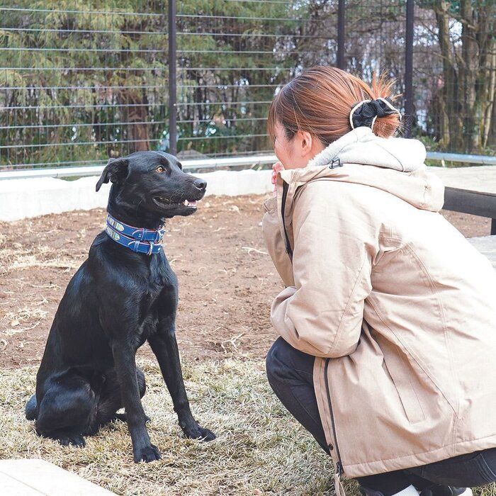 新たに開始された「終生預かりボランティア」では、財団スタッフが犬のトレーニングやお世話の仕方を丁寧にサポートしてくれます